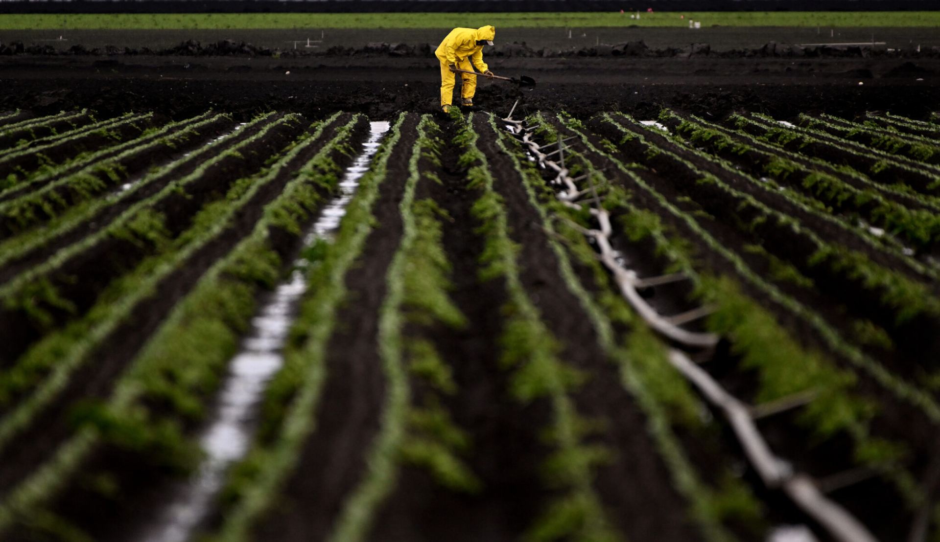 “California Pesticide Regulators’ Lax Oversight Violates Civil Rights Laws, Coalition Charges” – excellent coverage of report co-authored by Dr. Gregg Macey, Director of the Center for Land, Environment & Natural Resources, by Inside Climate News.